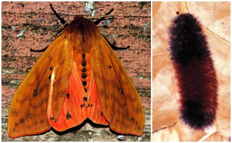 Two contrasting images: a moth and a butterfly side by side, showcasing their distinct features and colors