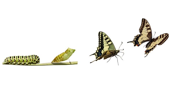 What Type of Caterpillars Turn Into Butterflies