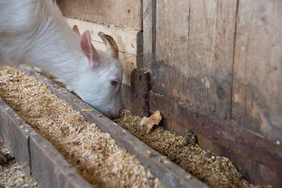 What Types of Oats Can Goats Eat?