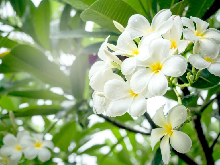 What White Flower Smells Pretty