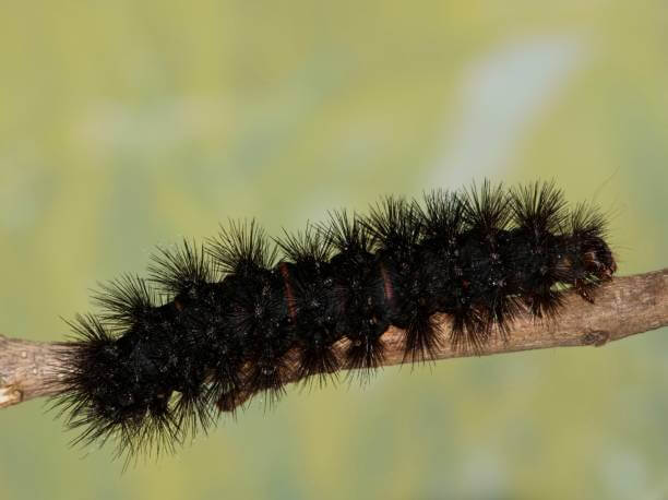 A black caterpillar on a branch against a green background, showcasing the beauty of nature