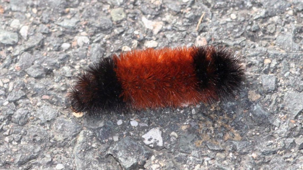 A red and black caterpillar crawling on the ground, showcasing vibrant colors and intriguing patterns.