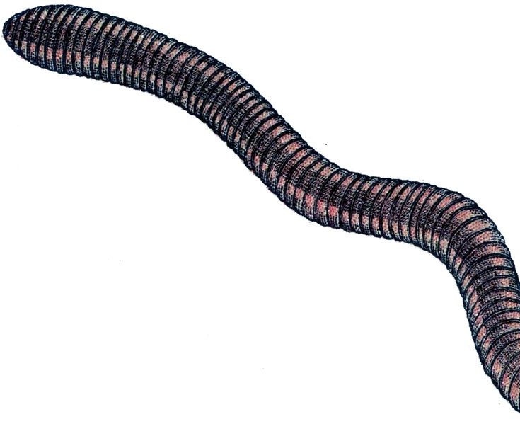 What is a Black Skinny Worm?