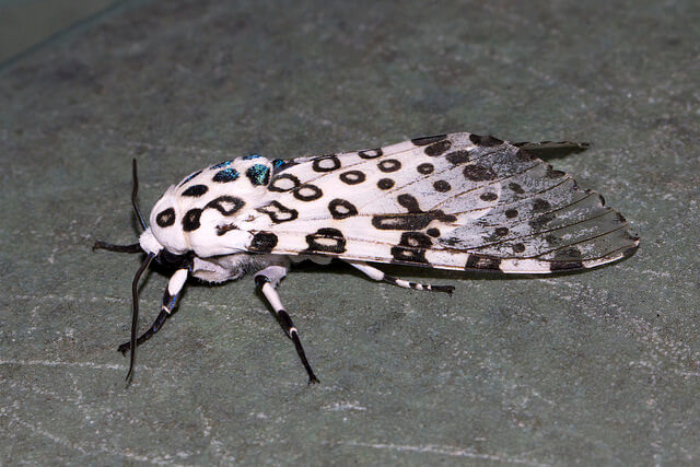 A black and white moth with black spots on it. Alt text: "Image of a Giant Leopard Moth, a black and white moth with black spots.
