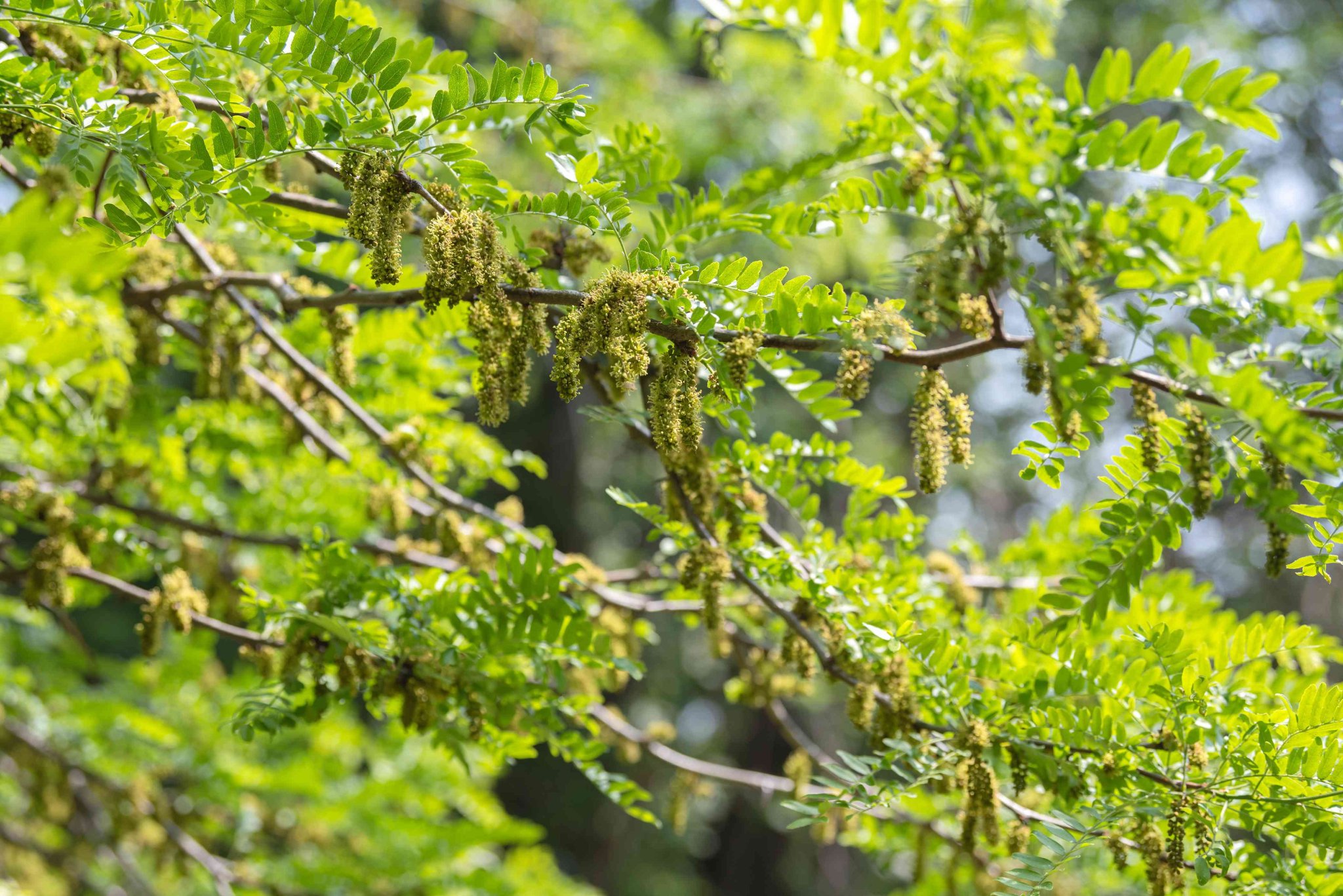What is the lifespan of a locust tree? EatHappyProject