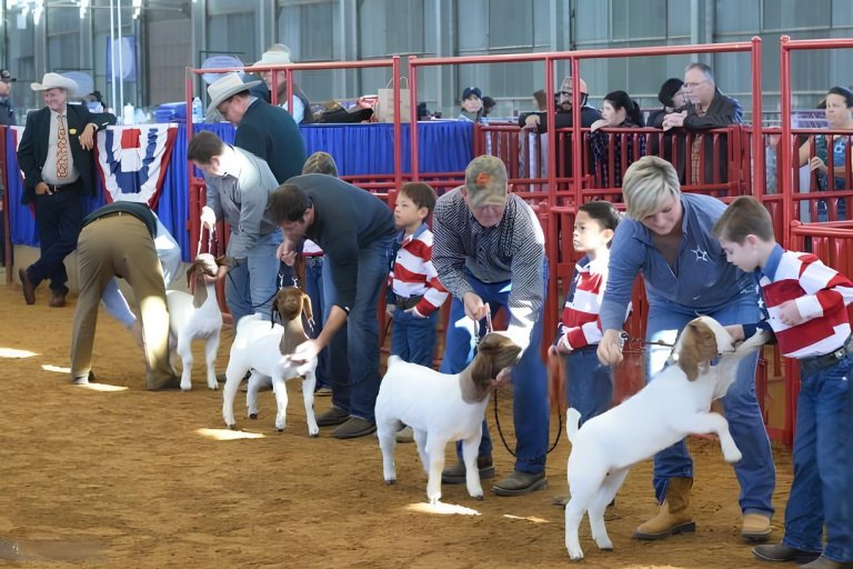 A group of individuals surrounding a goat in a ring