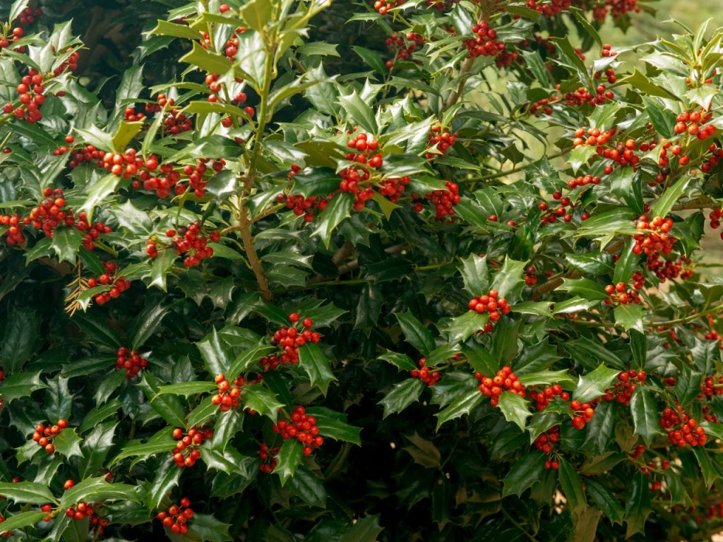 Where to Plant Holly Bushes?