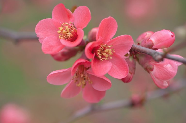 Which Trees Flower Directly on The Branch?