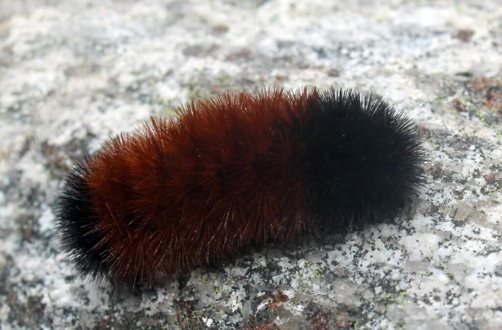 Black caterpillar predicts bad winter: A close-up photo of a black caterpillar crawling on a branch