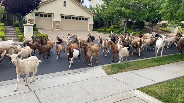 Goats strolling past a house on the street, showcasing their tendency to escape