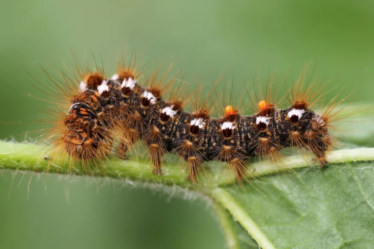 Why Shouldn't You Touch a Caterpillar with Your Bare Hands?