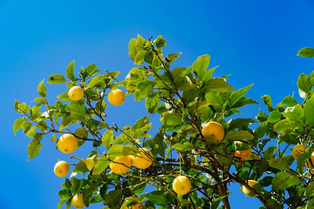 A lemon tree laden with numerous ripe lemons, showcasing the abundance of citrus fruits it bears