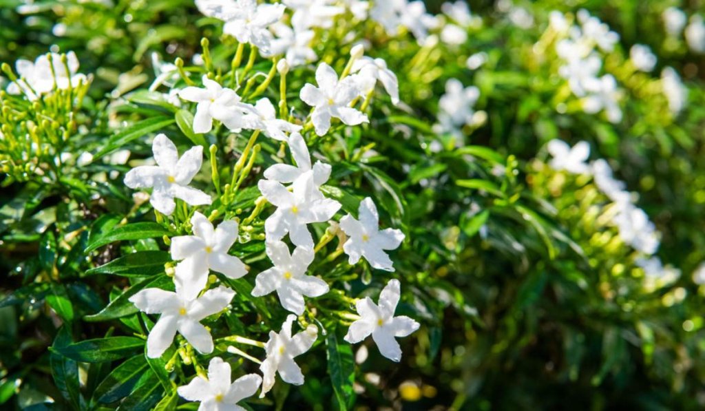 Why is cape jasmine a flower of choice across Indian homes
