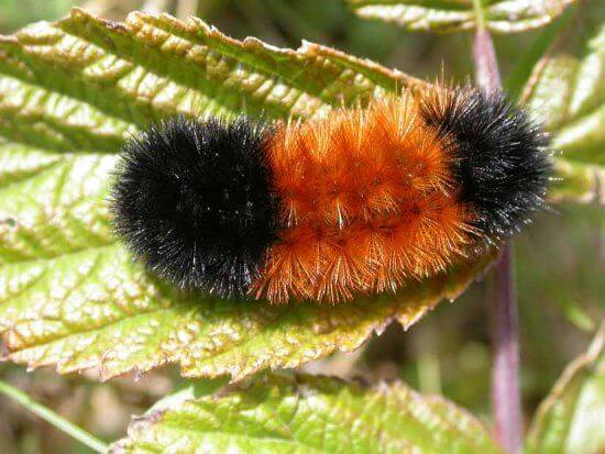 Black and orange caterpillar moth perched on leaf, symbolizing weather prediction abilities