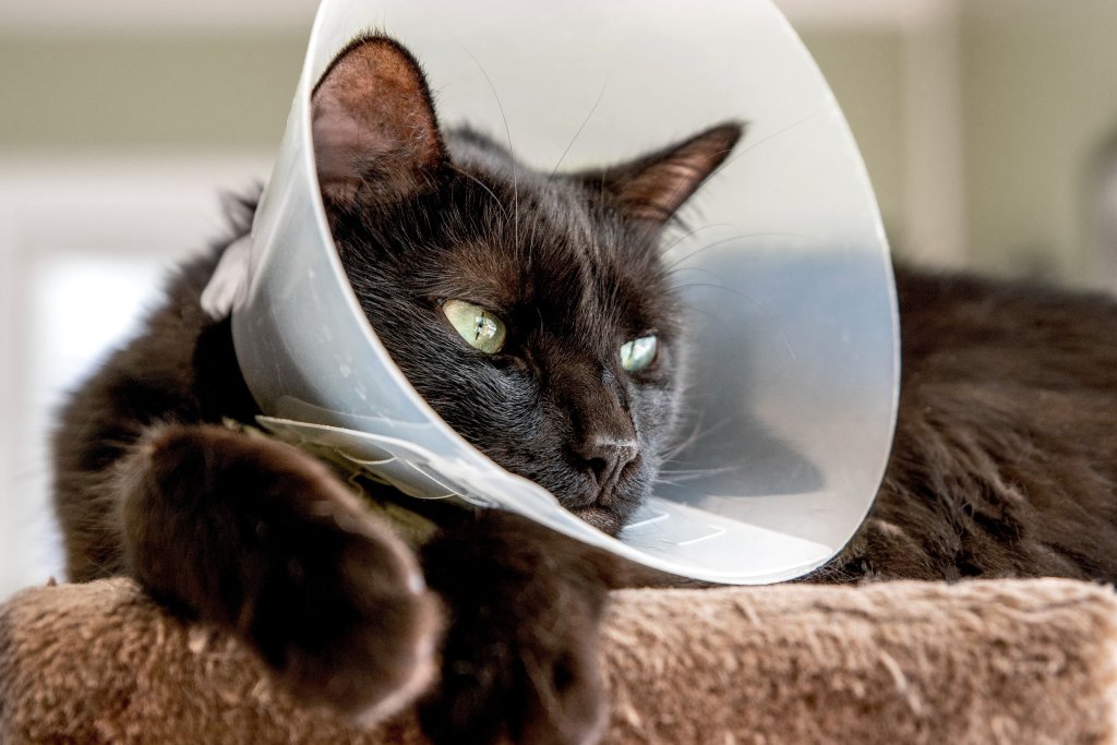 a cat with a cone collar