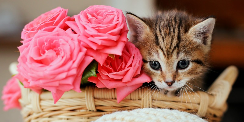 a cute kitten and a rose flower
