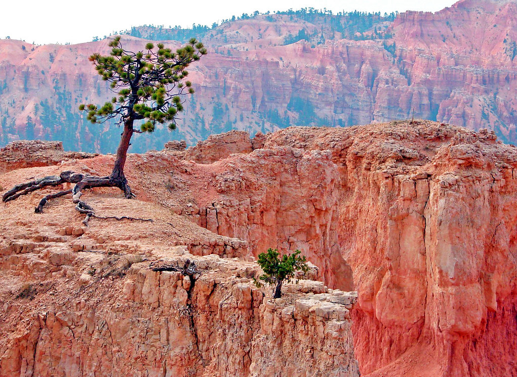 a desert terrain with a tree near a cliff