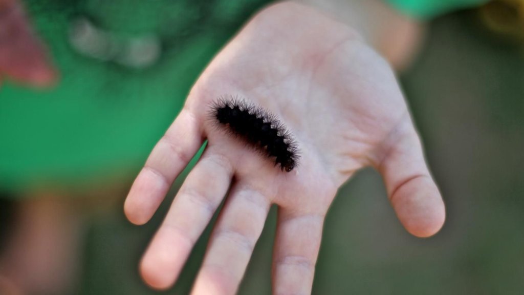 a hand holding a caterpillar