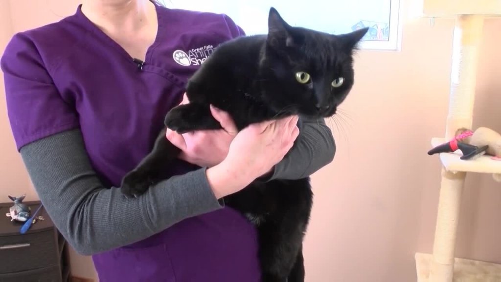 a vet carrying a cat