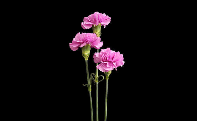 Three pink carnations in a vase on a black background