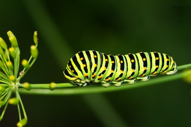 Do All Caterpillars Turn Into Butterflies? EatHappyProject