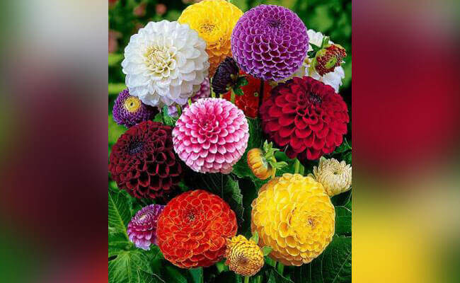 A close-up photo of vibrant dahlias in various colors, showcasing their intricate petals and lush green foliage