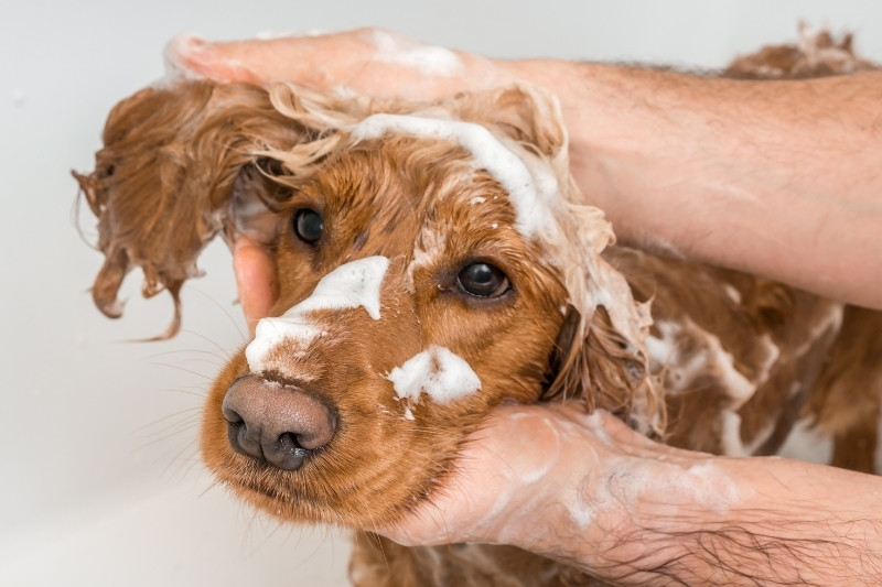 dog being washed shampoo