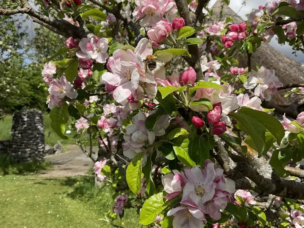 flowers on an apple tree