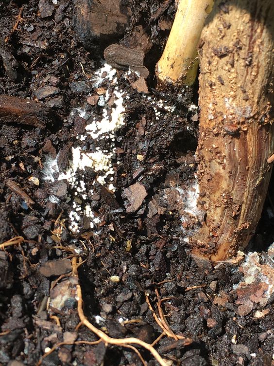 is white fungus in soil bad
