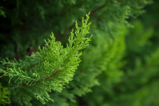 What is a Leyland Cypress Tree