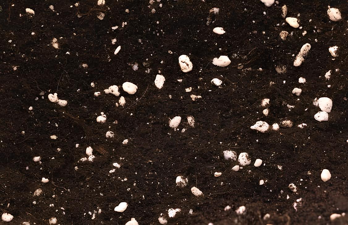 Is White Fungus in Soil Bad EatHappyProject