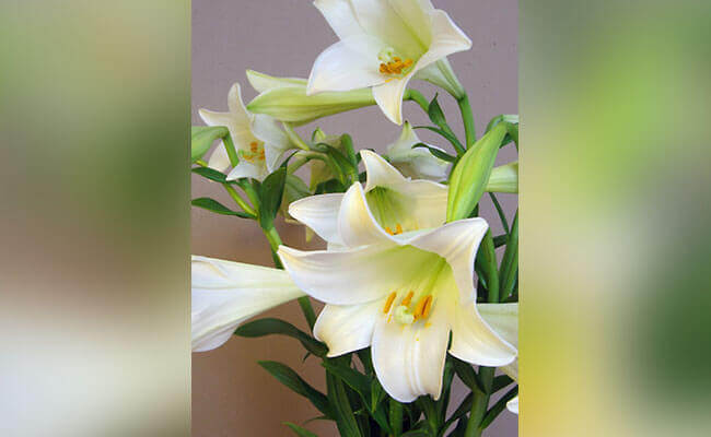 A vase filled with elegant white lilies, exuding beauty and purity