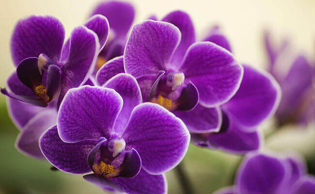 Purple orchids in full bloom arranged elegantly in a vase