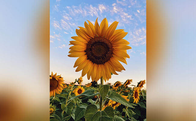 Sunflower wallpaper for iPhone, featuring vibrant yellow sunflowers against a blue sky background