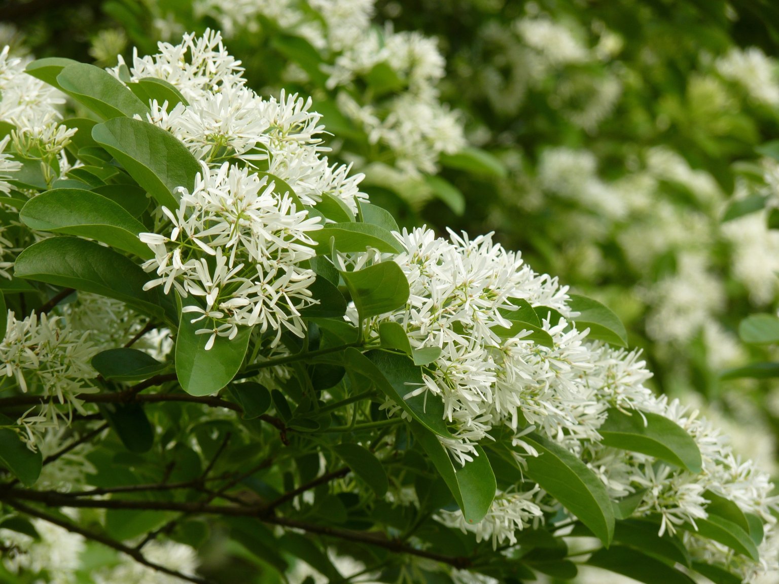 what-are-the-white-flower-trees-called-eathappyproject