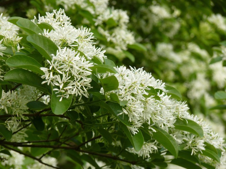 what are the white flower trees called