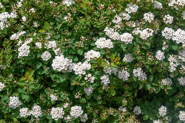 what kind of bush has little white flowers