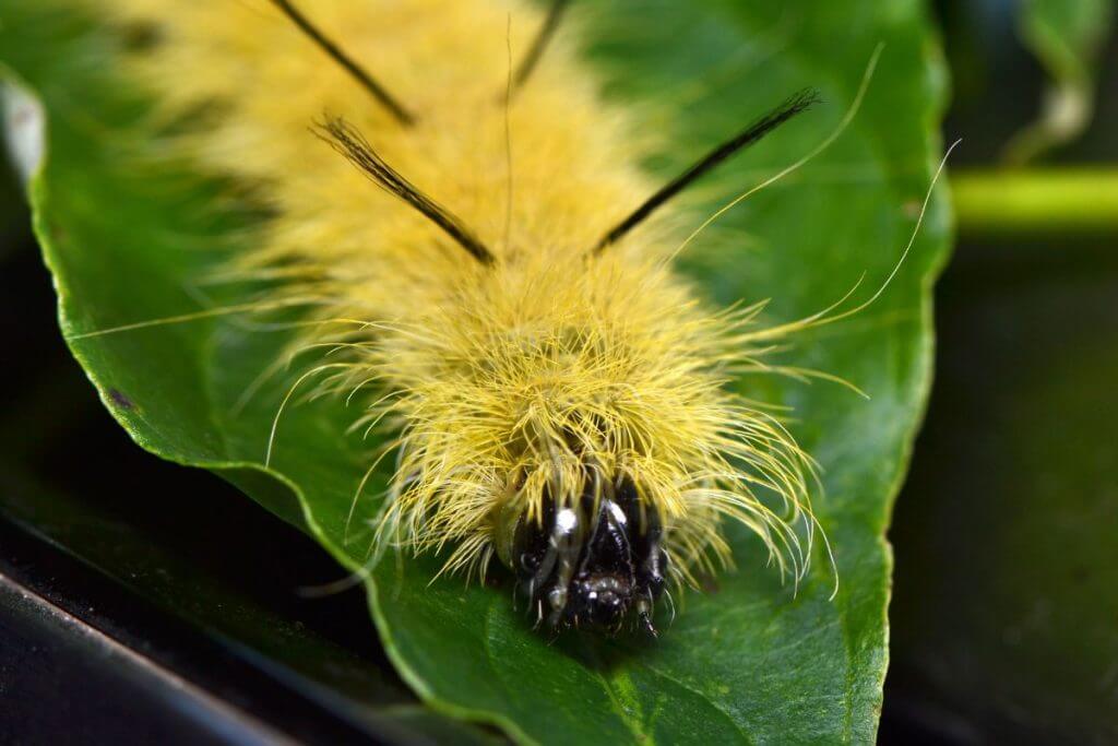 American Dagger Moth Caterpillar (Acronicta Americana)