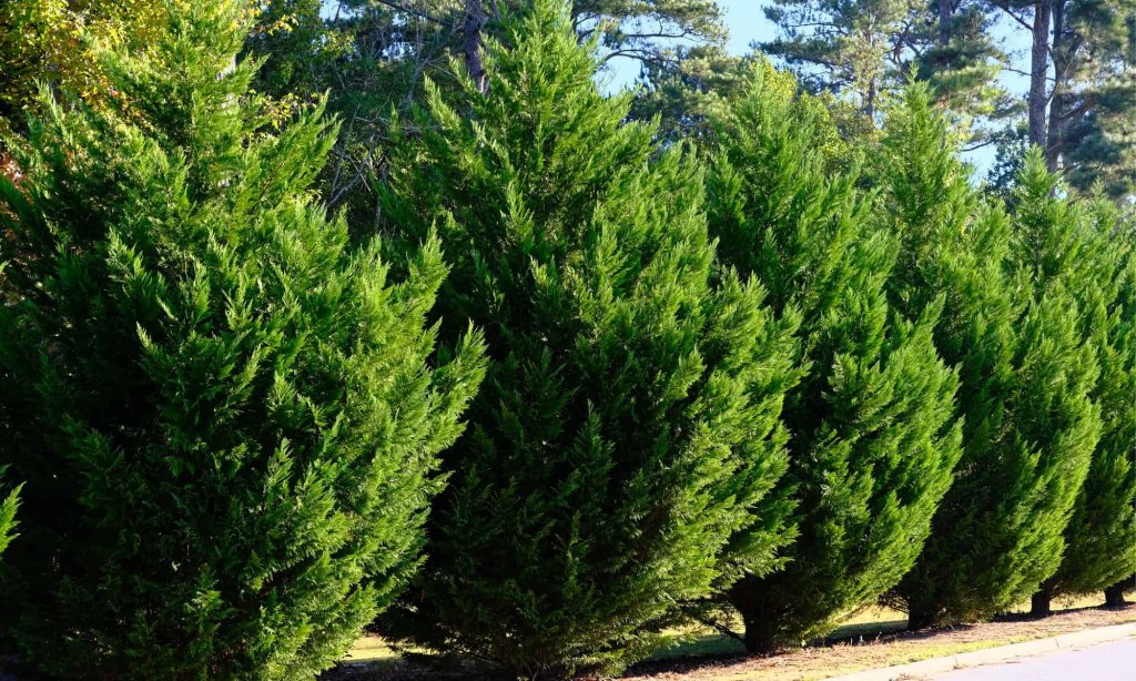 Arborvitae Cypress