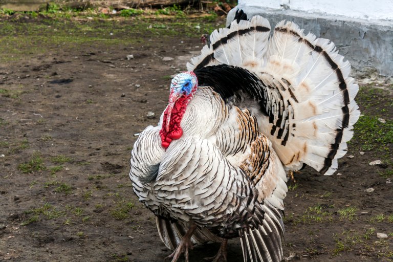 Can+a+Chicken+Raise+a+Turkey+Chick