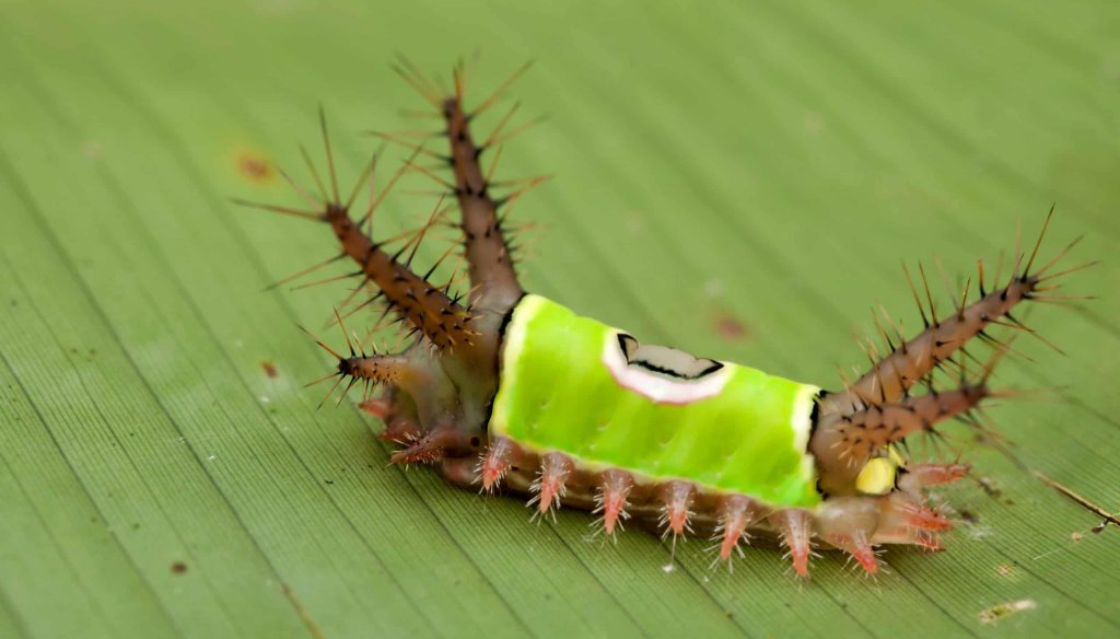 Causes of Touching A Fuzzy Caterpillar