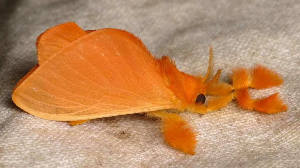 Dalceridae Moth (Dalceridae)