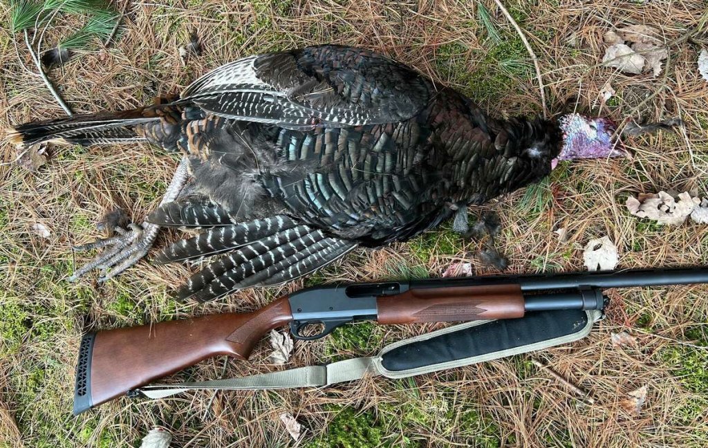 Firearms Regulations for Turkey Hunting