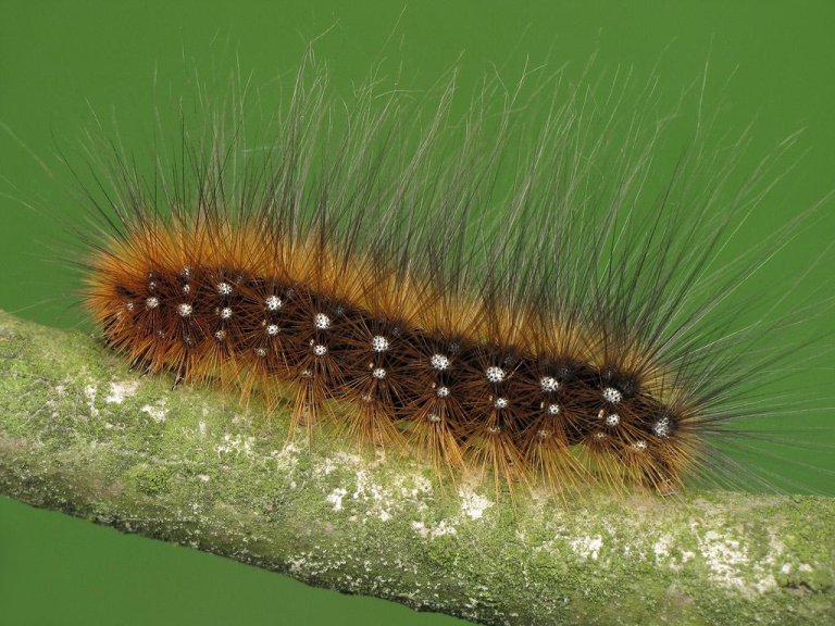 What Does a Black Fuzzy Caterpillar Turn Into EatHappyProject