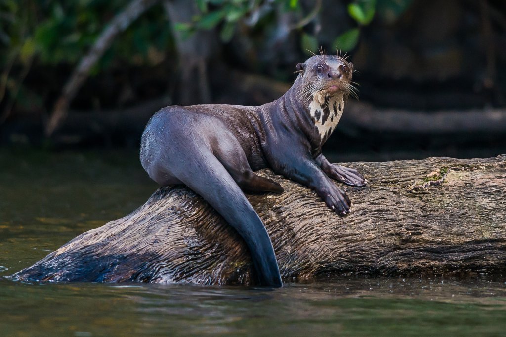 Giant-Otters