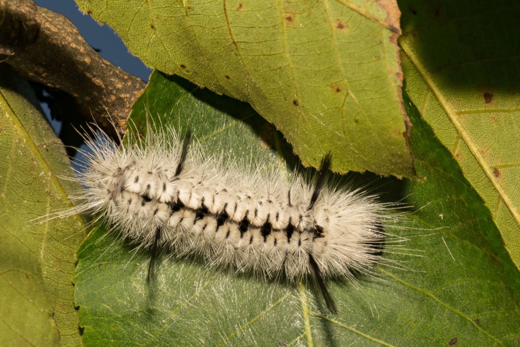 Hickory-Tussock-Moth-Caterpillar-Lophocampa-caryae