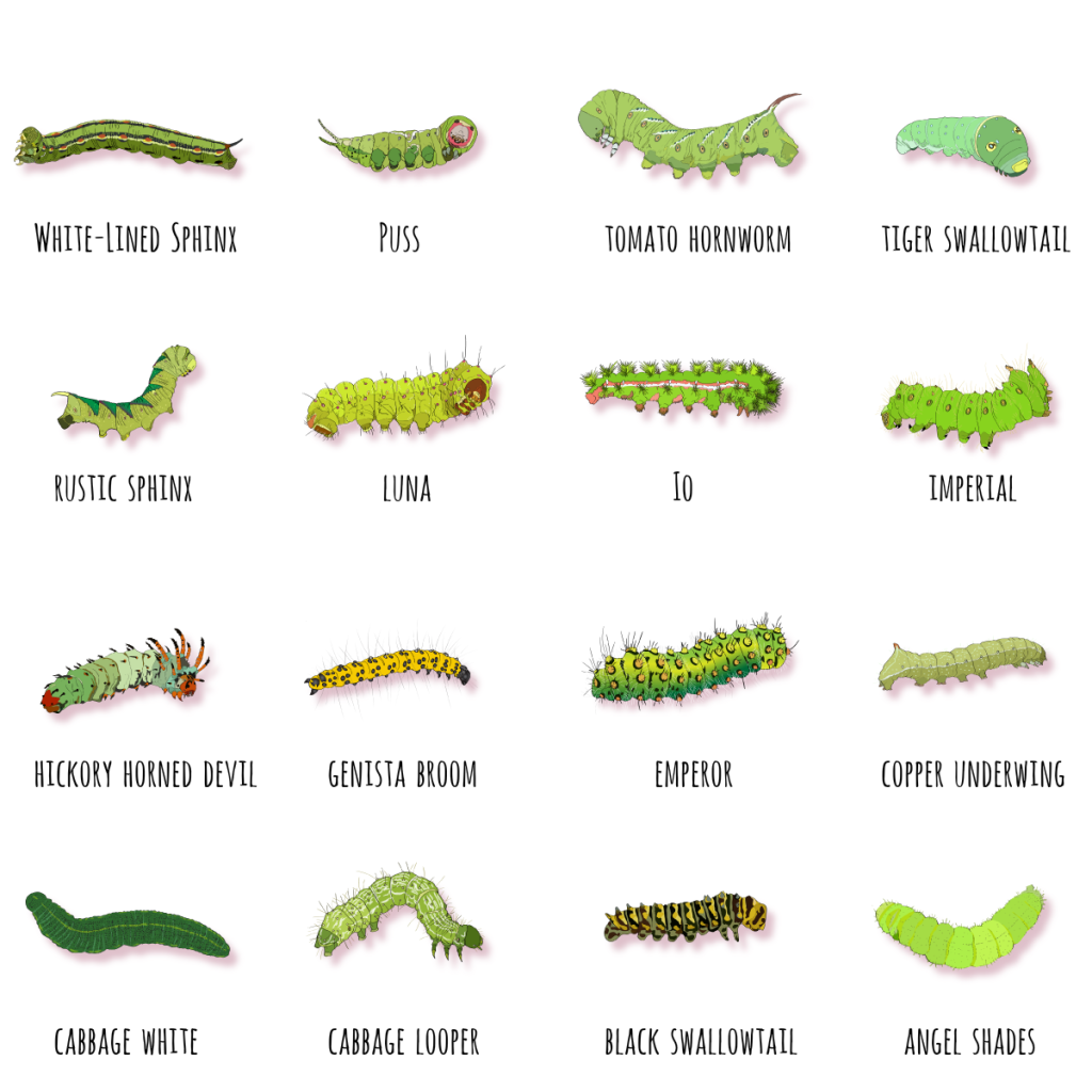 How Many Species of Caterpillars Are There