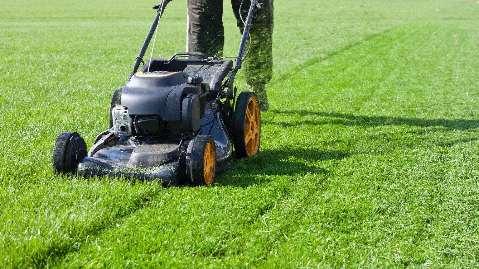 How Often Should I Cut My Grass - EatHappyProject