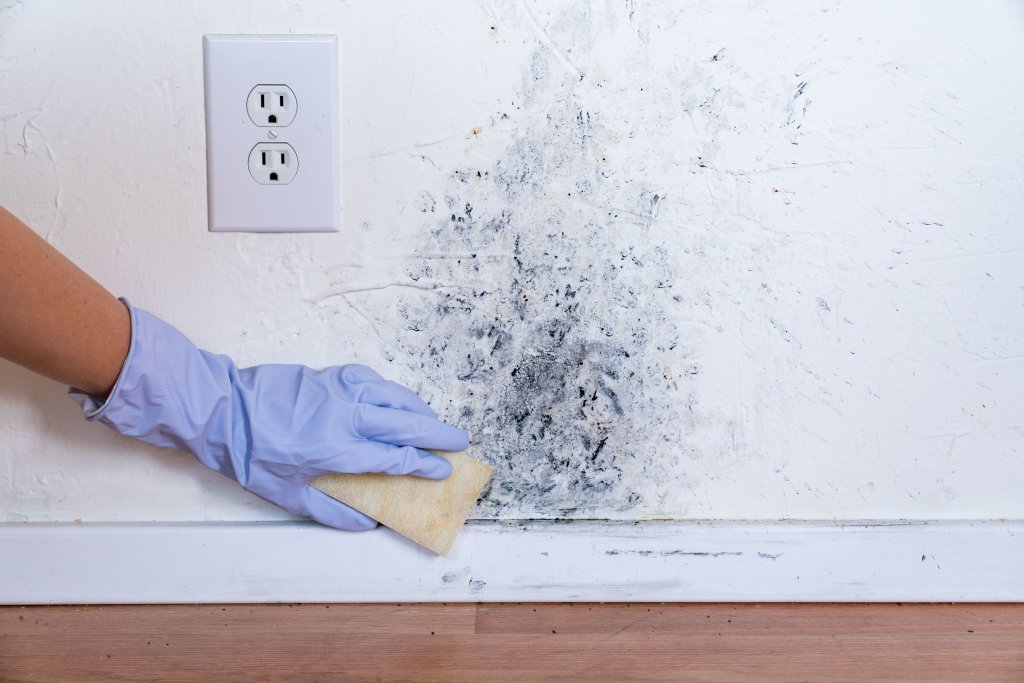 How to Clean Mold Off Walls in Three Steps