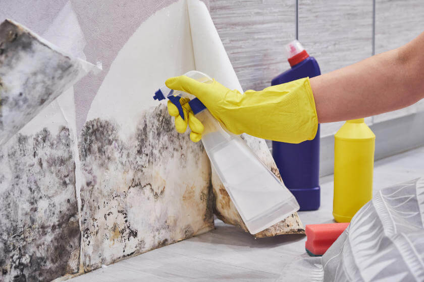 How to Prevent Mold and Mildew on Walls